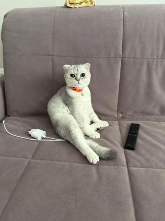 Кот на вязку