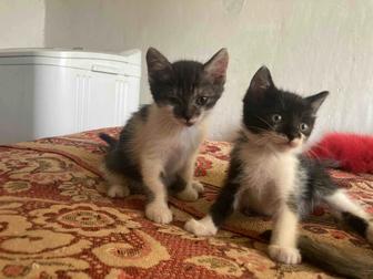 Бесплатно Котята