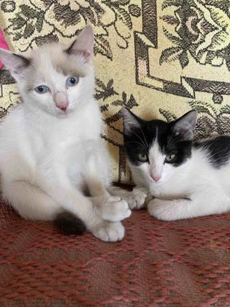 Бесплатно Котята