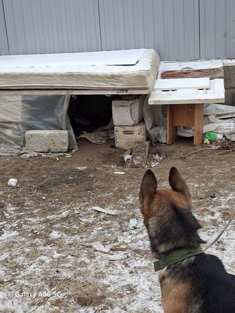 Продам щенки хаски