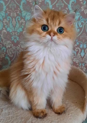 Котята золотая шиншилла