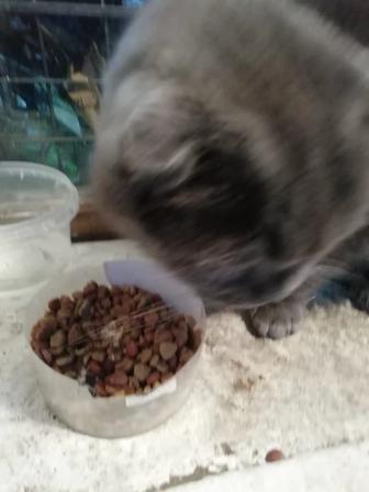 в добрые руки кот породистый