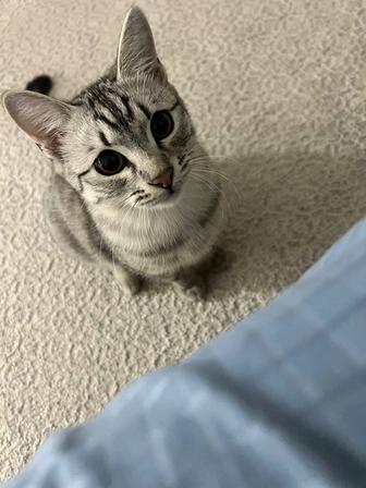 Ищем дом милому котику!!!