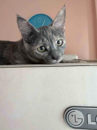 Котенок 3мес ищет дом!!!