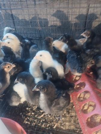 Продам двухнедельных циплят
