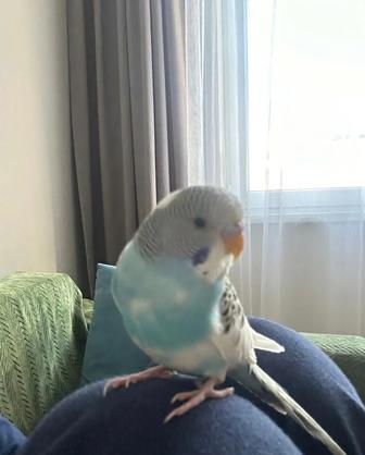 Волнистый попугай