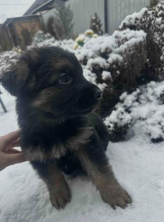 щенки немецкой овчарки