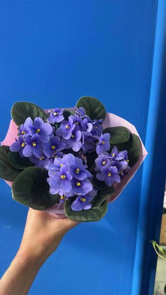 Комнатные цветы оптом
