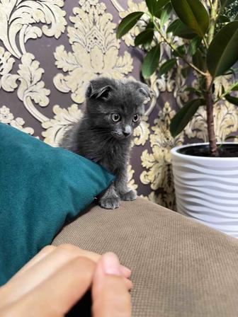 Продаю Шотландского вислоухого котенка