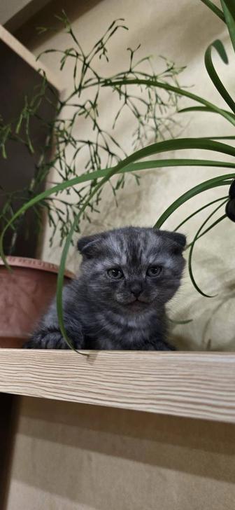 Продам шотландских котят