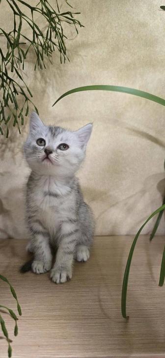 Продам шотландских котят
