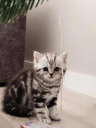 Котята SCOTTISH