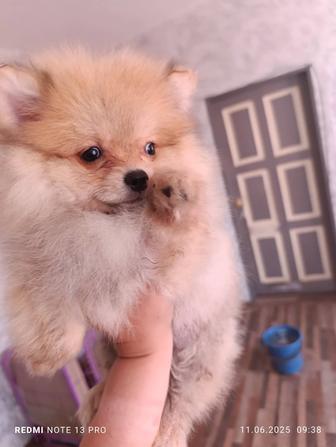 Щенки померанский шпиц