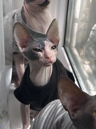 Сфинкс кошечка