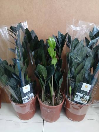 Замиокулькас черный Равен из Голландии