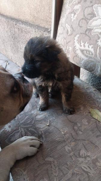 Отдам щенка в хорошие руки