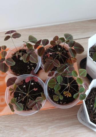 Комнатный цветок