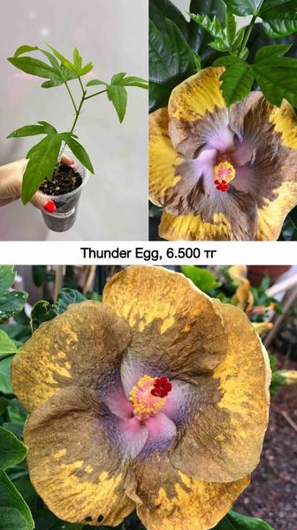 Сортовые гибискусы