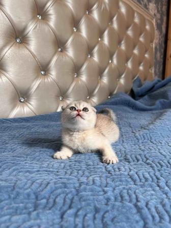 Продается красивая кошечка котенок !