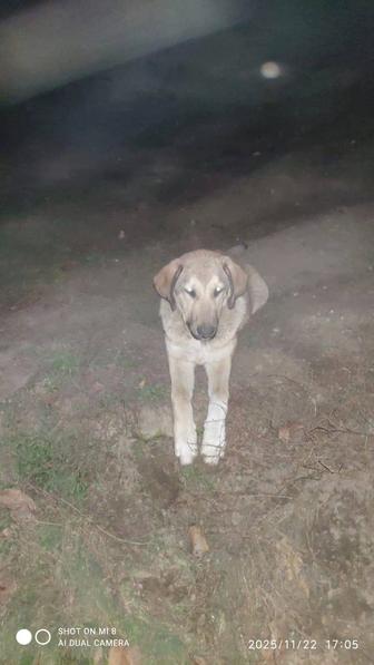 Отдам в хорошие руки Кангал Турецкий алабай