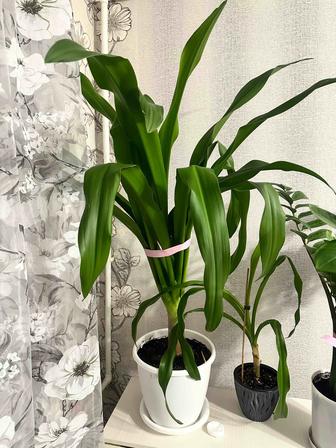 Продам комнатное растение