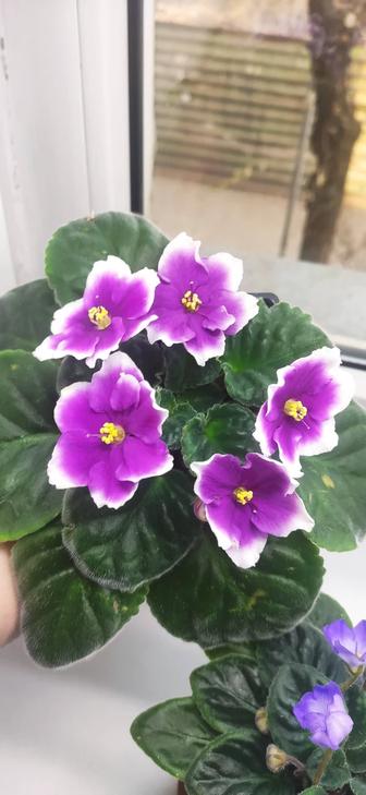 Фиалки сортовые