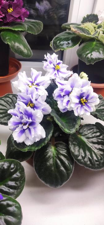 Фиалки сортовые