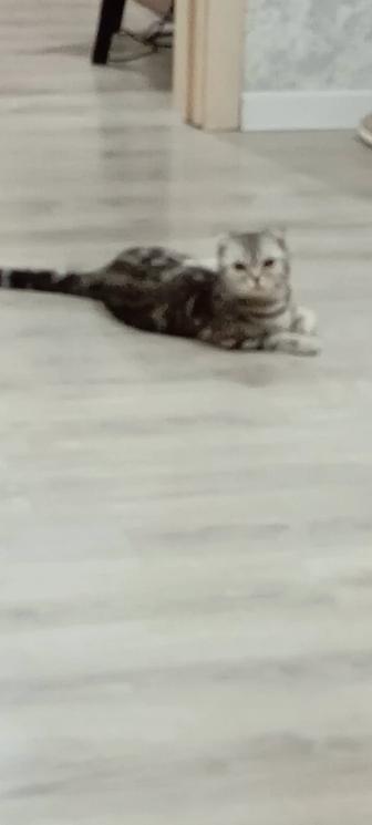 Кошка