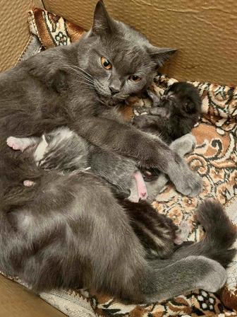 Отдадим котят в хорошие руки