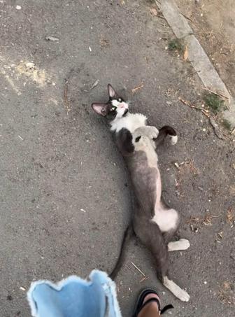 Найден кот
