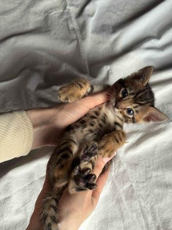 бенгальские котята