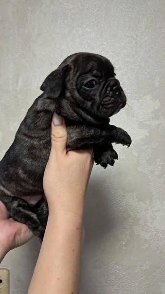 Французский бульдог девочка