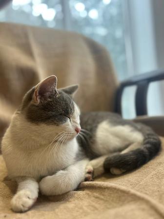 Отдам кота в добрые руки