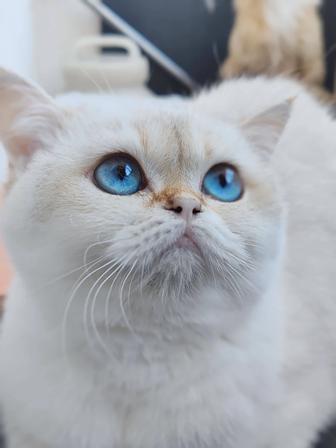 Кошечка золотая шиншилла