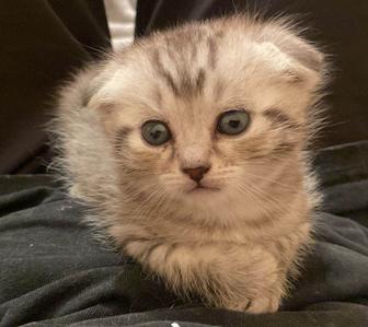 Продам котенка шотландский вислоухий, мальчик,2 месяца