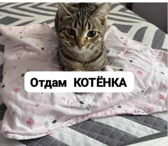 Животные котята