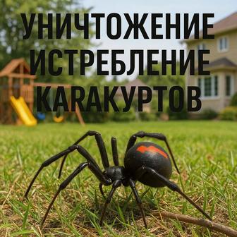 Уничтожение Каракурты Черные вдовы