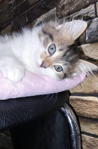 Отдам котенка