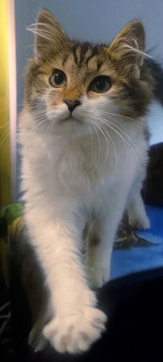 Отдам котенка