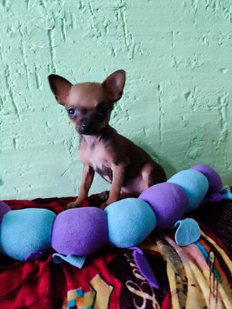 Той терьер мини