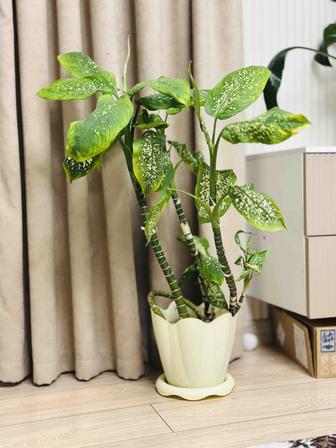 диффенбахия пятнистая