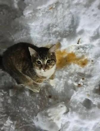 Астана, отдам котенка в добрые руки