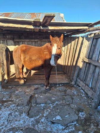 800.000тг за кобылу. Продам конематку, жеребую. Жеребилась 5 раз.