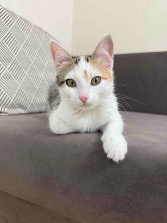 Отдам кошку в хорошие руки