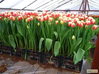 ТЮЛЬПАНЫ прямо из теплицы