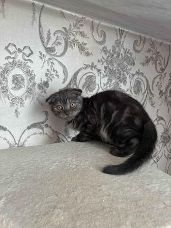 Котенок шотландский вислоухий мальчик 2 месяца