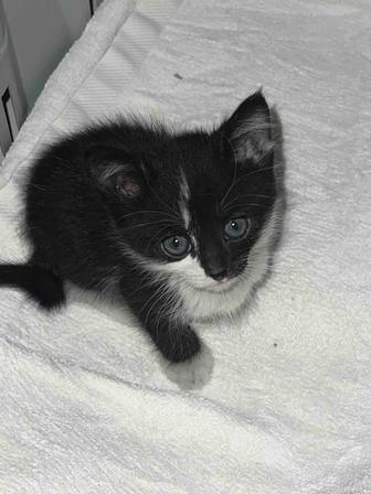Котенок ищет дом