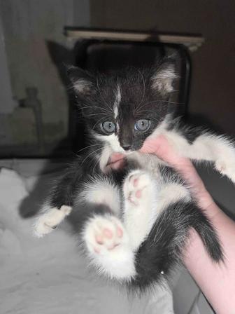 Котенок ищет дом
