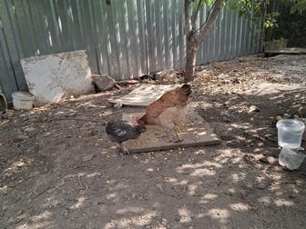 Продам домашние куры здоровые