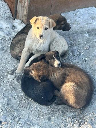 Отдам щенят в добрые руки!